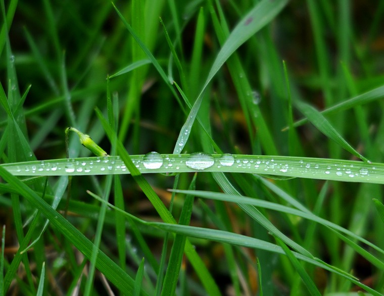 Après la pluie • Gouttes de pluie sur l’herbe, Baillargues, Hérault, France, 2 avril 2011