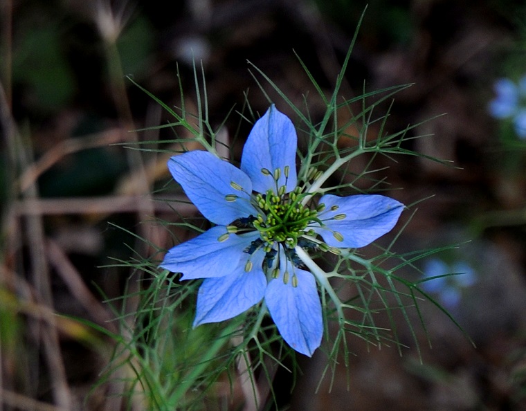 Plaisir • Fleur bleue sauvage, Baillargues, Hérault, France, 29 mai ‎2011