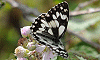Papillon butinant, site naturel ’’Les Rajols’’, Marsillargues, Hérault, France, 12 juin ‎2011