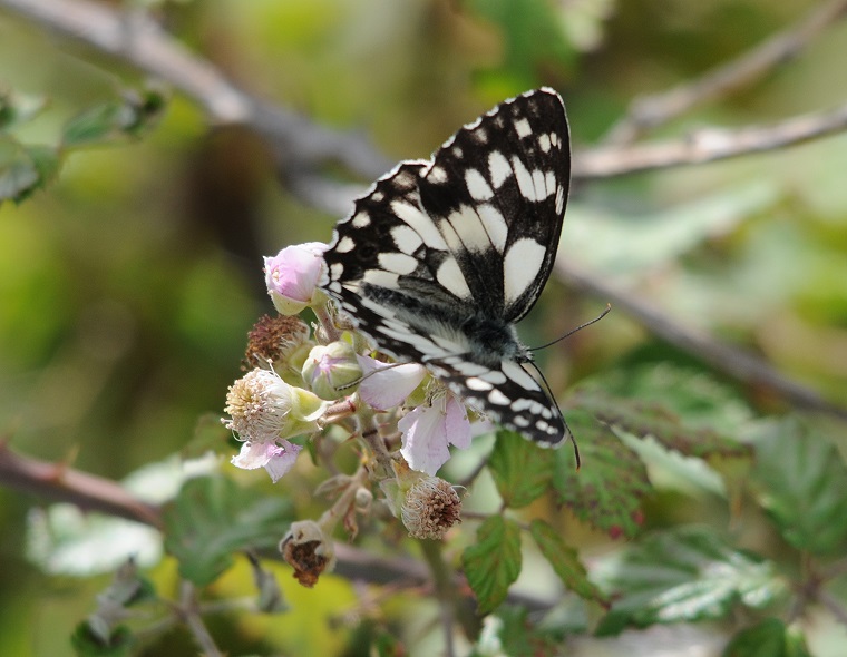 Éphémère • Papillon butinant, site naturel ’’Les Rajols’’, Marsillargues, Hérault, France, 12 juin ‎2011