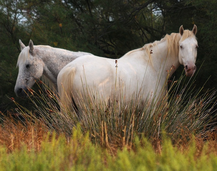 Point de vue • Couple de chevaux camarguais près de l’étang de l’Or, Mauguio, Hérault, France, 17 septembre 2011