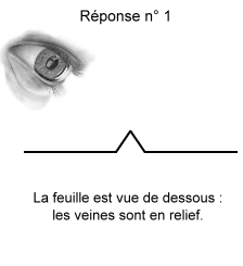 Proposition n° 1 : la feuille est en relief