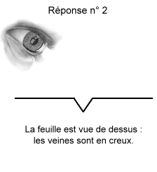 Proposition n° 2 : la feuille est en creux