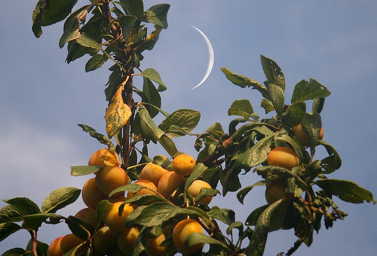 Étonnement • Branche de mirabellier et croissant de lune, Baillargues, Hérault, France, Octobre 2005