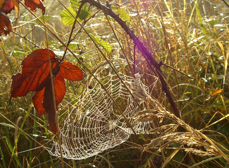 Vision • Toile d’araignée, Forêt d’Orient, Aube, Champagne, France, 30 octobre 2006