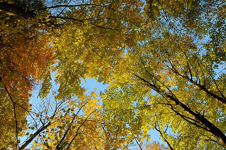 Bonheur • "Couleurs d’automne", Neuchâtel-Urtière, Doubs, France, 27 octobre 2010