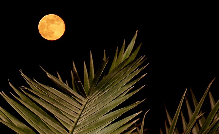Futur • Pleine lune dans les branches de palmier, Kom Ombo, Égypte, Novembre 2005