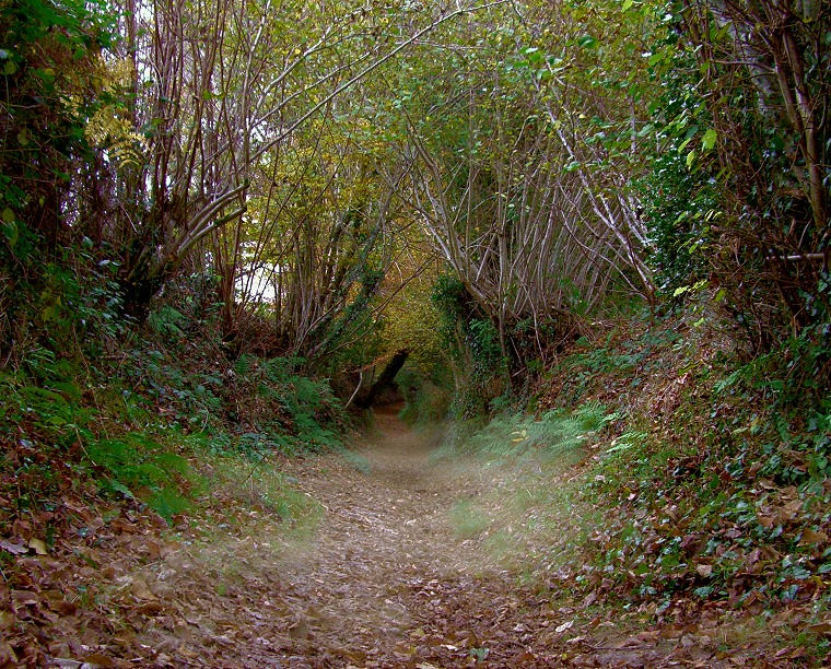 Chemin • Forêt dans les environs des landes de Liscuis, commune de Laniscat, Côtes d’Armor, France, 12 novembre 2007