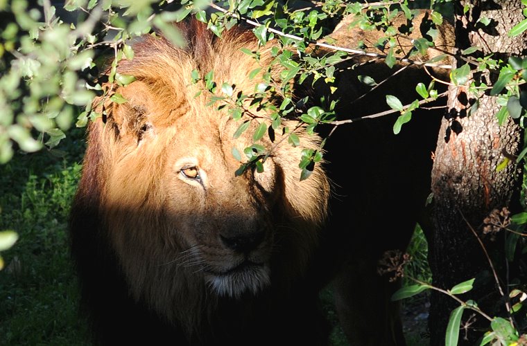 Choix • Lion, zoo du Lunaret, Montpellier, Hérault, France, 14 janvier 2011