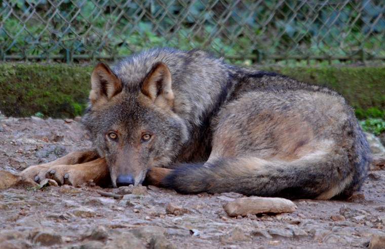 Esprit • Loup, zoo du Lunaret, Montpellier, Hérault, France, 14 janvier 2011