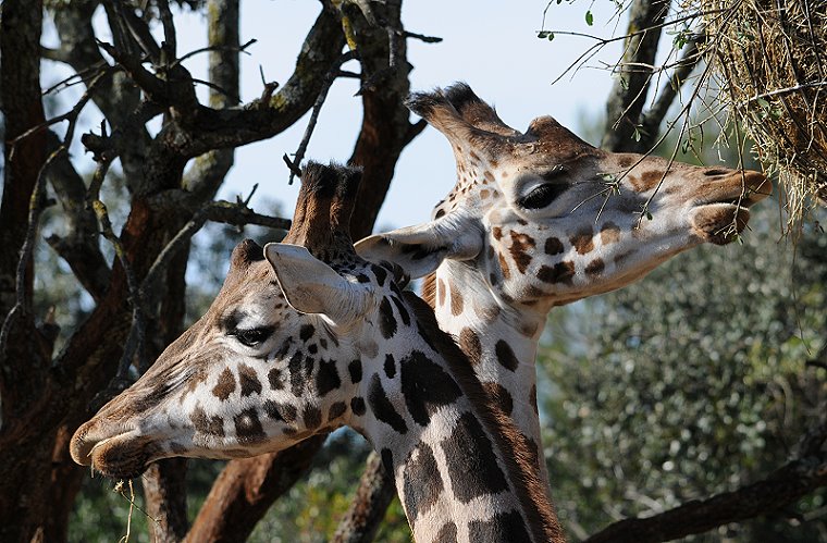 Regard • Couple de girafes, zoo du Lunaret, Montpellier, France, Hérault, 14 janvier 2011