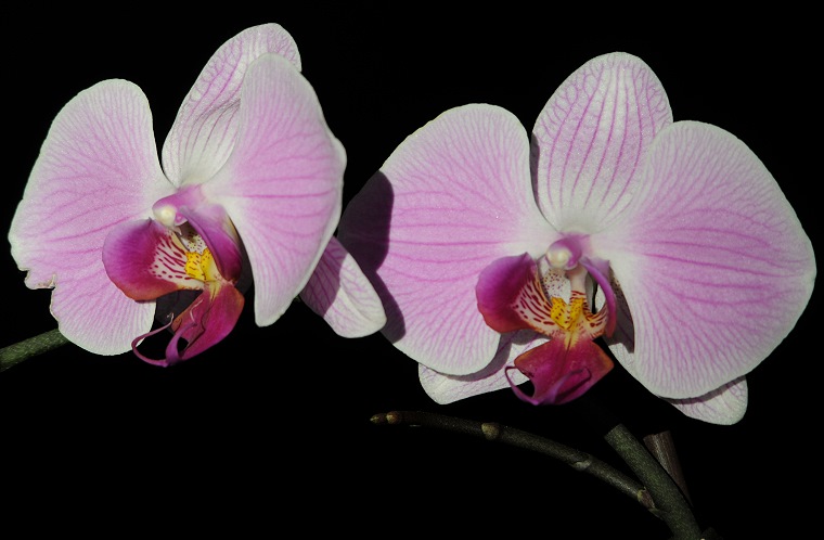 Essai • Orchidées, Baillargues, Hérault, France, 6 février 2011