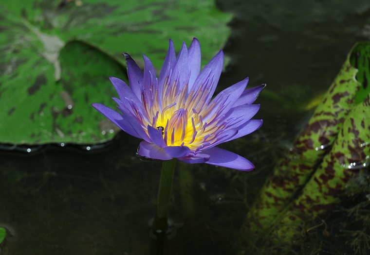 Regard • Nénuphar, Musée National de Bangkok, Thaïlande, Juin 2008