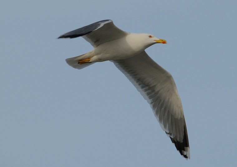 Liberté • Mouette en vol, plage des Saintes-Maries-de-la-mer, Camargue, Bouches-du-Rhône, France, 26 février 2011