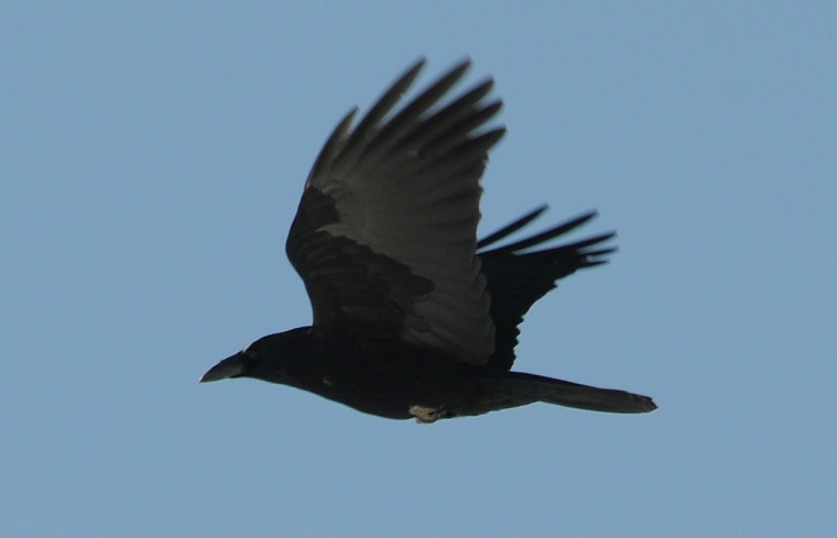 Vie intérieure • Corbeau en vol, La Clusaz, Haute-Savoie, France, 6 mars 2011