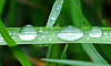 Gouttes de pluie sur l’herbe, Baillargues, Hérault, France, 2 avril 2011