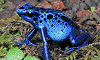 Grenouille bleue, Serre amazonienne, Montpellier, Hérault, France, 30 août 2008