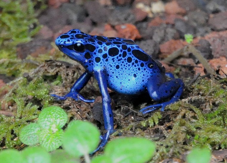 Il était une fois • Grenouille bleue, Serre amazonienne, Montpellier, Hérault, France, 30 août 2008