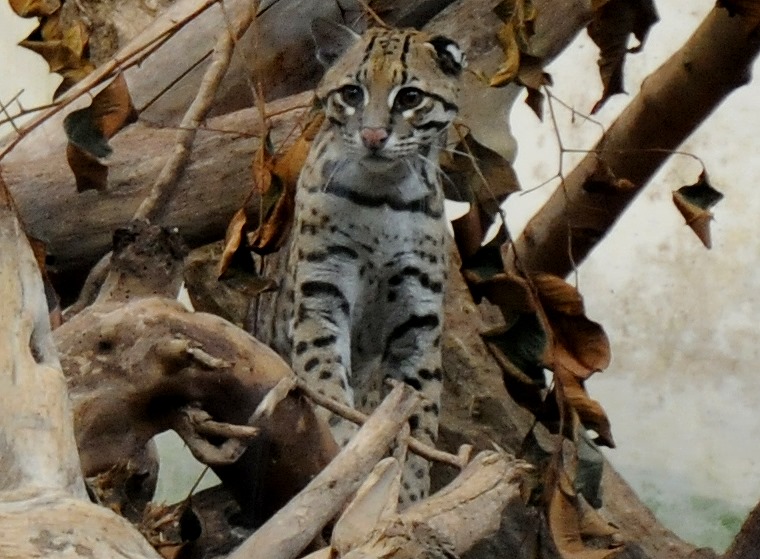 Résolution • Ocelot (Leopardus pardalis), serre amazonienne, Montpellier, Hérault, France, 7 mai ‎2011
