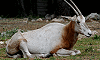 Oryx algazelle (parfois appelé "antilope à sabres" pour ses cornes), Parc zoologique du Lunaret, Montpellier, Hérault, France, 7 mai 2011