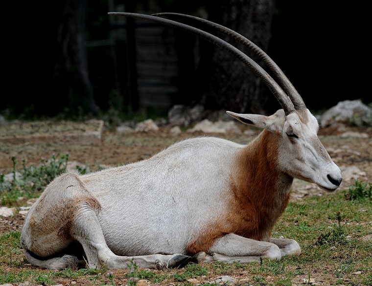 Sérénité • Oryx algazelle (parfois appelé "antilope à sabres" pour ses cornes), Parc zoologique du Lunaret, Montpellier, Hérault, France, 7 mai 2011