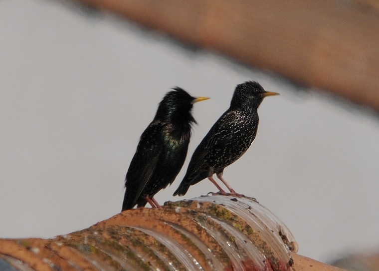 Couple • Couple d’oiseaux perchés sur un toit, Baillargues, Hérault, France, 8 mai 2011