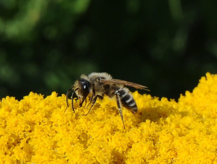 Exploration • Abeille butinant, jardin du château de Potelières, Gard, France, 24 juin ‎2011