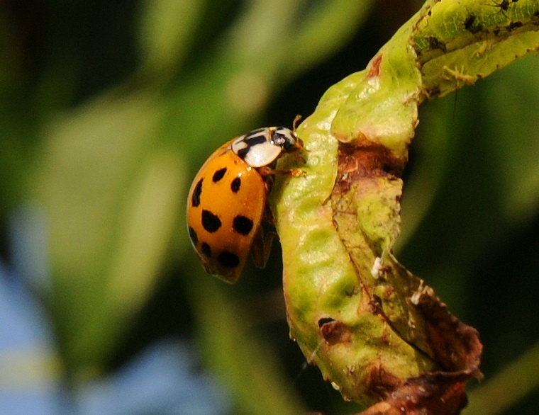 Voeu • Coccinelle sur une feuille de pêcher, verger du château de Potelières, Gard, France, 24 juin ‎2011