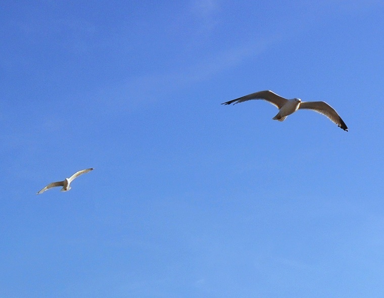 Divergence • Mouettes survolant la plage de Saint-Malo, Ille-et-Vilaine, Bretagne, France, 3 juillet ‎2011