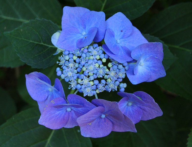 Sourire • Hortensia (Hydrangea macrophylla), Bambouseraie, Générargues (environs d’Anduze), Gard, France, 26 juin ‎2011