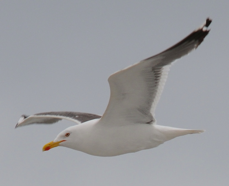 Mélancolie • Mouette, plage d’Aberdeen, Aberdeenshire, Écosse, 24 juillet ‎2011