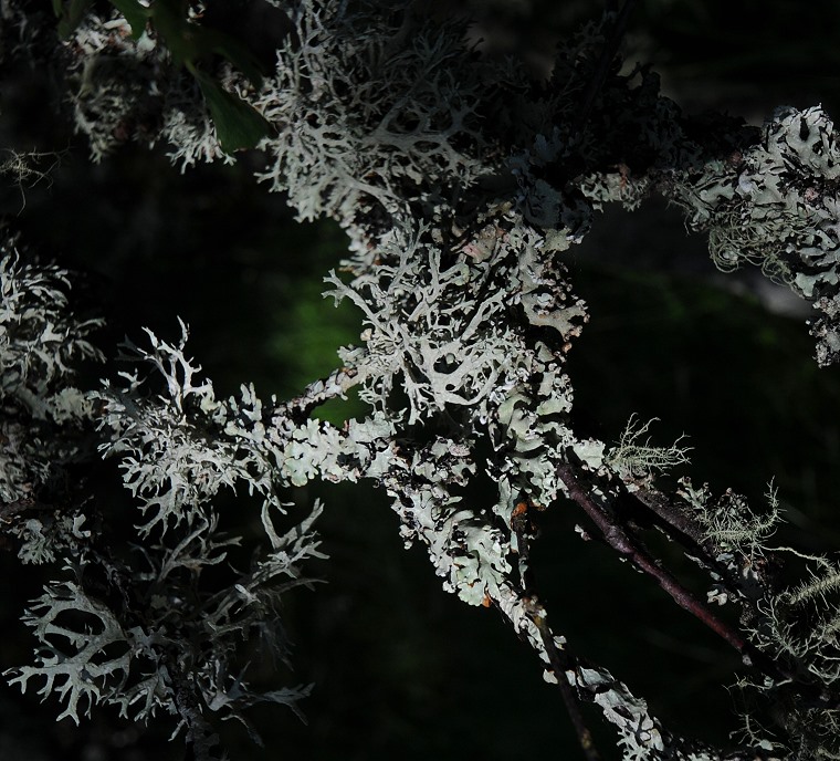 Pause • Lichen recouvrant des branches d’arbres, environs d’Aberdeen, Aberdeenshire, Écosse, 24 juillet ‎2011