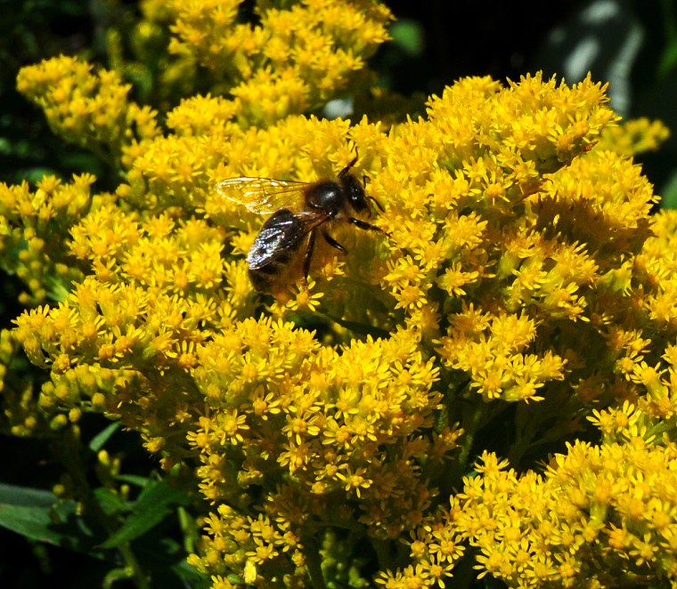 Infini • Abeille, parc de Glamis Castle, Angus, Écosse, 23 juillet ‎2011