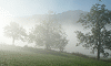 En début de matinée, dans un verger au pied du château de Roquefixade, Ariège, France, 11 octobre 2003