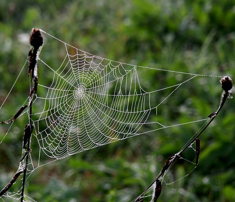 Piège • La rosée matinale dévoile une toile d’araignée, sous-bois dans les environs du château de Roquefixade, Ariège, France, 11 octobre 2003