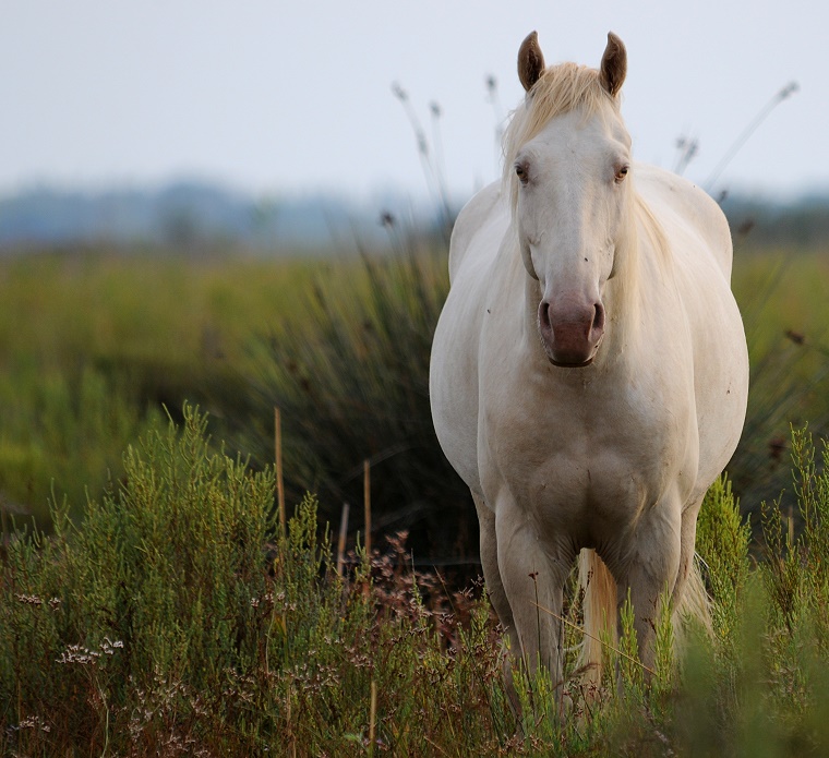 Voyage • Cheval camarguais près de l’étang de l’Or, Mauguio, Hérault, France, 17 septembre 2011