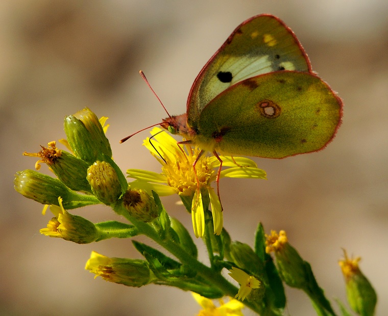 Lâcher-prise • Papillon vert, Les Matelles, environs du Pic Saint-Loup, Hérault, France, 25 septembre 2011