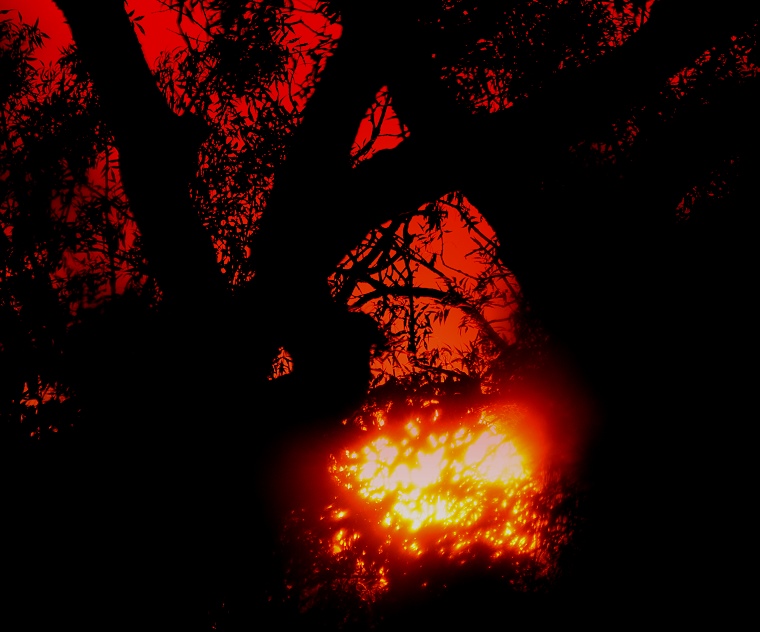 Apprendre • Soleil couchant derrière les arbres, Baillargues, Hérault, France, 30 septembre 2011