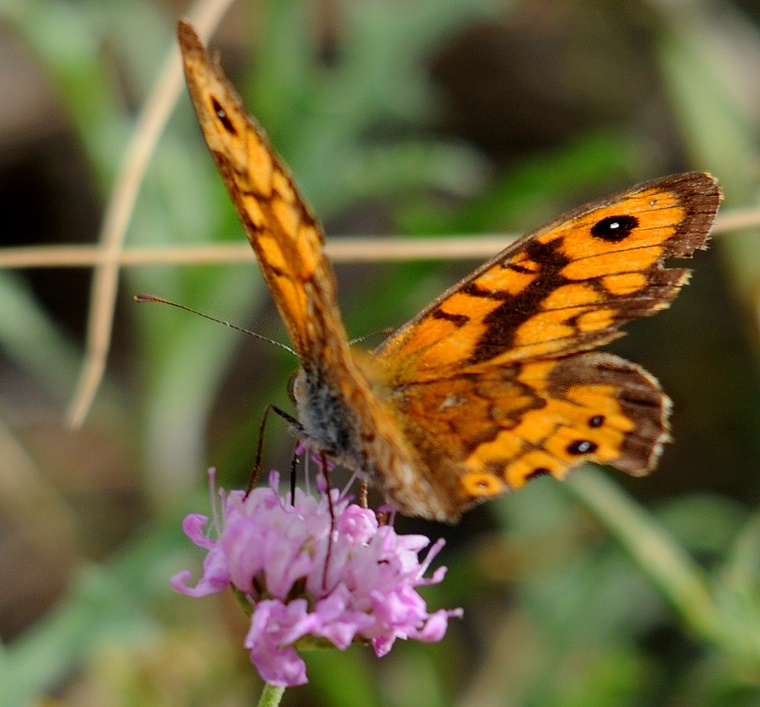 Dépassement • Papillon aux ailes meurtries, oranges et noires, ’’La Marette’’, site naturel protégé aux environs d’Aigues-Mortes, Gard, France, 9 octobre 2011