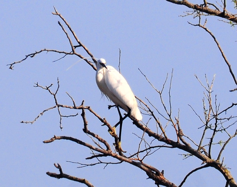 Apophtegme • Aigrette Garzette, chemin de Plagnol, bassin de l’Or, Mauguio, Hérault, France, 24 mars 2012