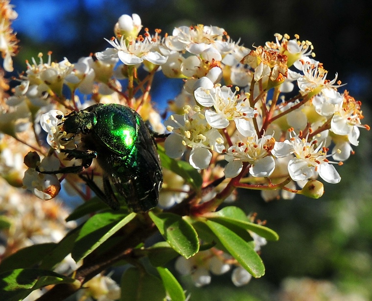 Âme d’enfant • Scarabée vert (cetonia aurata ou cétoine dorée), Saint-Mathieu-de-Tréviers, Hérault, France, 6 mai 2012