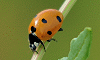 Coccinelle, vergers de Baillargues, Hérault, France, 27 mai 2012