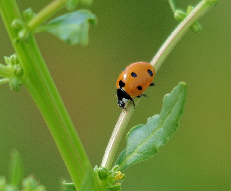 Porte-bonheur • Coccinelle, vergers de Baillargues, Hérault, France, 27 mai 2012