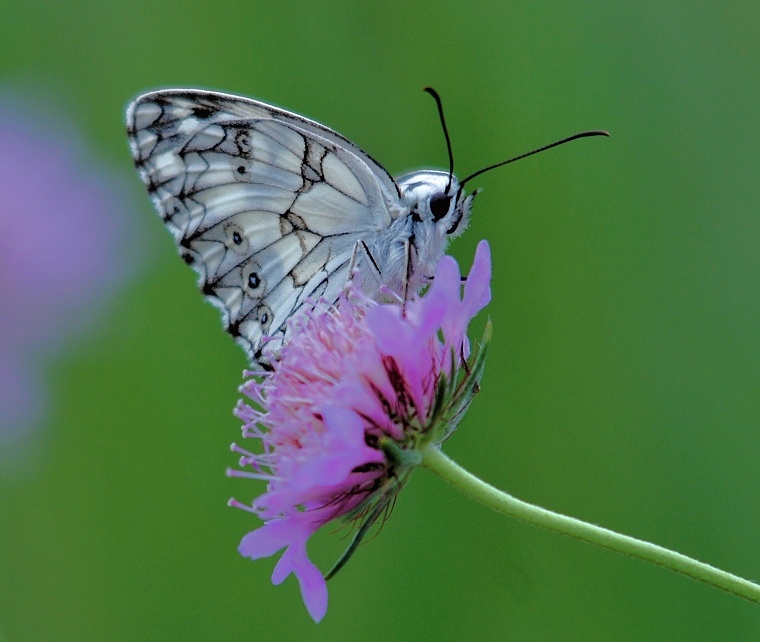 Le sens de la vie • Papillon au bord de l’étang de l’Or, Mauguio, Hérault, France, 10 juin 2012