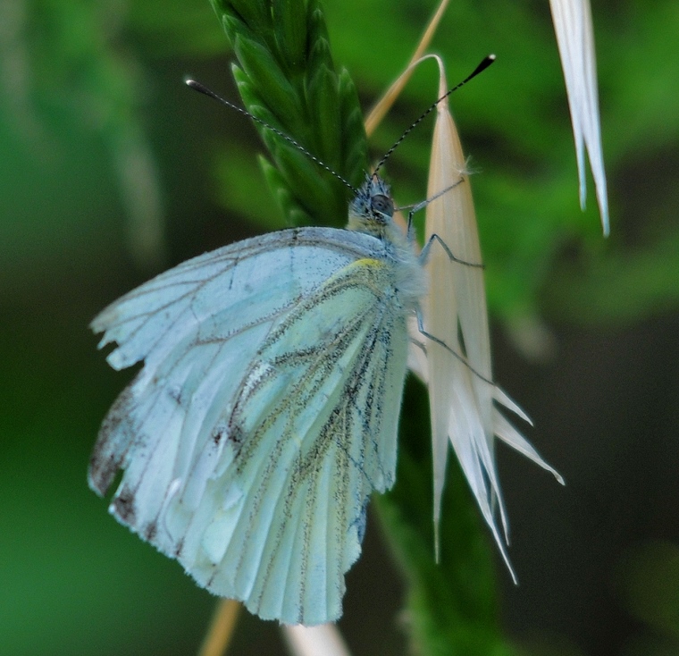 La petite fée bleue • Papillon au bord de l’étang de l’Or, Mauguio, Hérault, France, 10 juin 2012