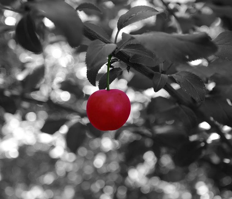 Émotion pure • Photocomposition réalisée à partir d’une cerise, Baillargues, Hérault, France, 17 juin 2012