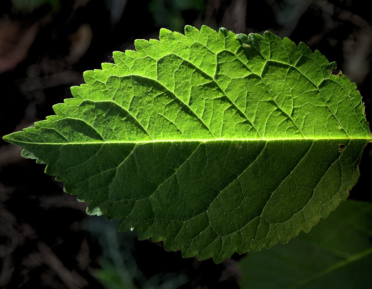 Duel en relief • Feuille de cerisier au coucher du soleil, Baillargues, Hérault, France, 18 juin 2012