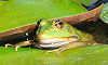 Grenouille rieuse (Rana ridibunda Pallas), Château de Saint-Victor des Oules, Gard, France, 21 juin 2012