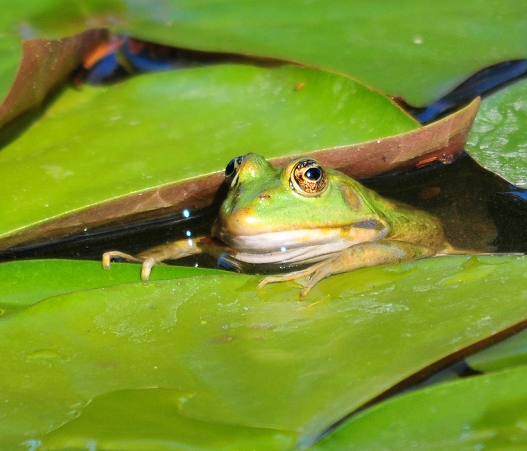 Lâcher prise • Grenouille rieuse (Rana ridibunda Pallas), Château de Saint-Victor des Oules, Gard, France, 21 juin 2012