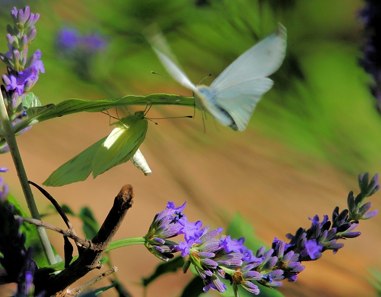 Duo • Papillons, Château de Saint-Victor des Oules, Gard, France, 22 juin 2012